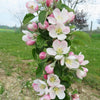 2-in-1 Fruit Snacks® Columnar Apple Tree