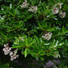 Sweet Viburnum Shrub