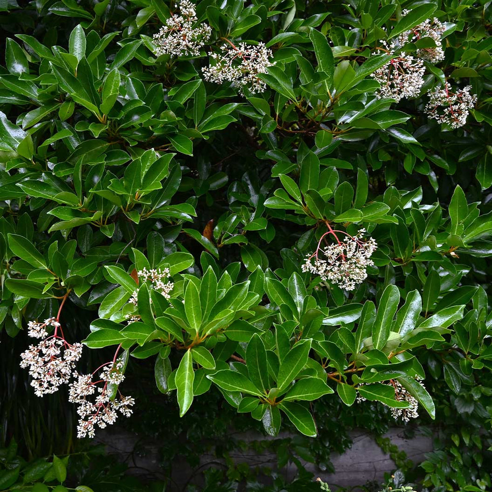 Sweet Viburnum Shrub