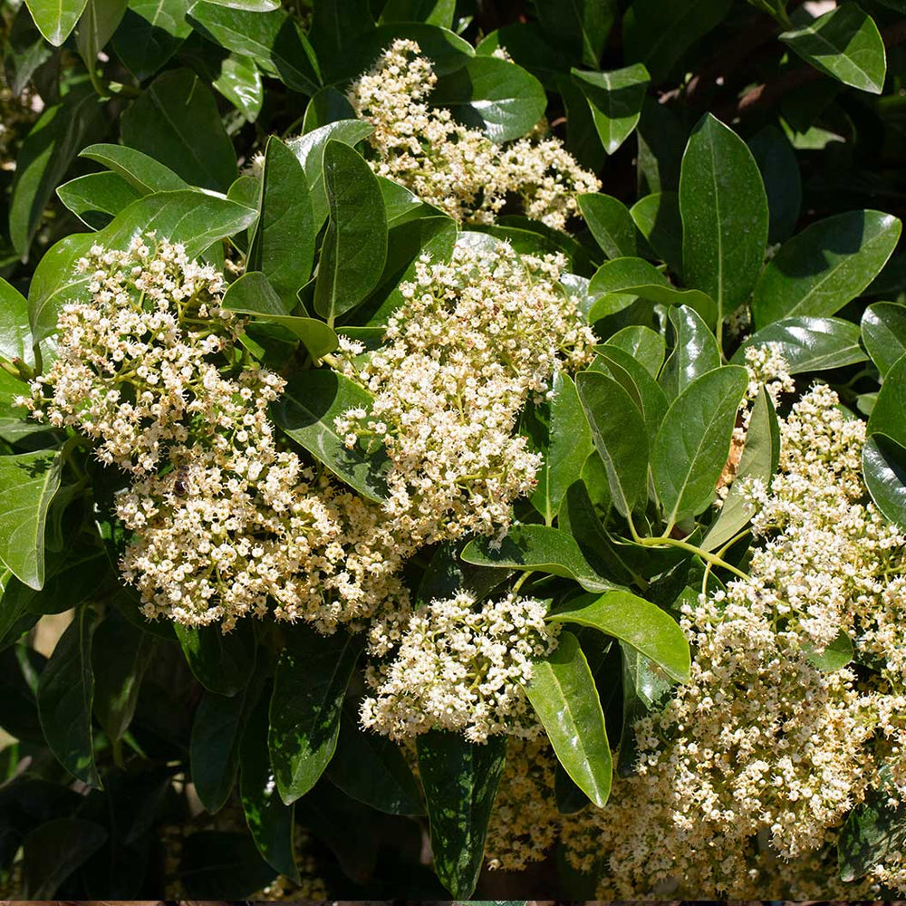 Sweet Viburnum Shrub
