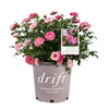 Sweet Drift® Rose