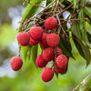 Sweetheart Lychee