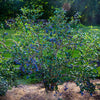 Sweetheart Blueberry Bush