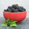 Sweetie Pie Thornless Blackberry Bush