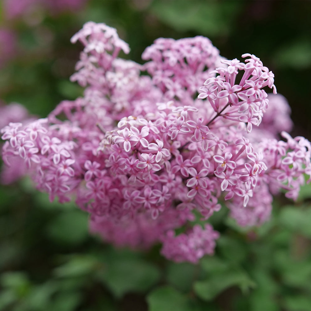 Proven Winners® Bloomerang Purpink® Lilac Shrub