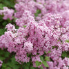 Proven Winners® Bloomerang Purpink® Lilac Shrub