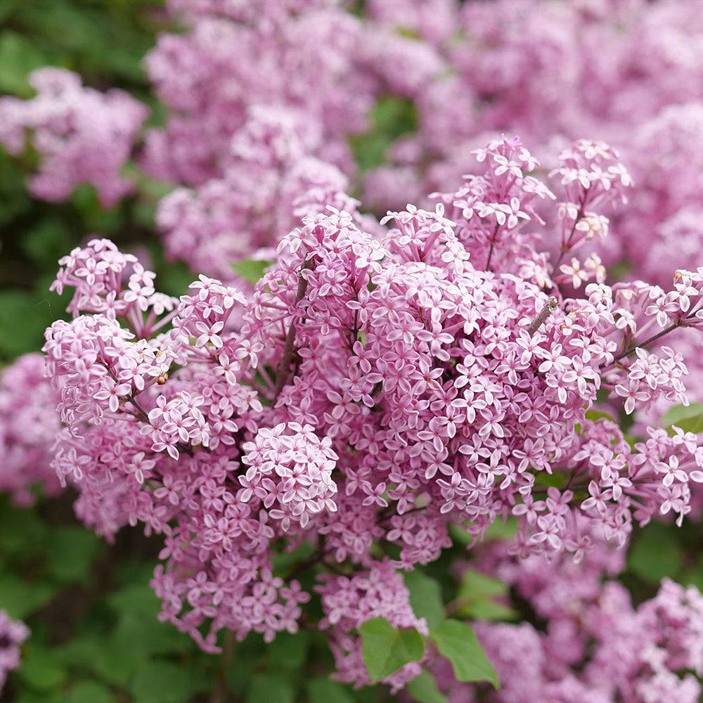 Proven Winners® Bloomerang Purpink® Lilac Shrub