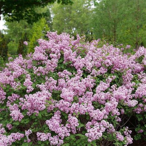 Proven Winners® Bloomerang Purpink® Lilac Shrub