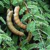 Tart Tamarind Tree