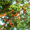 Tart Tamarind Tree