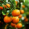 Tango Mandarin Tree