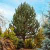 Tannenbaum Mugo Pine