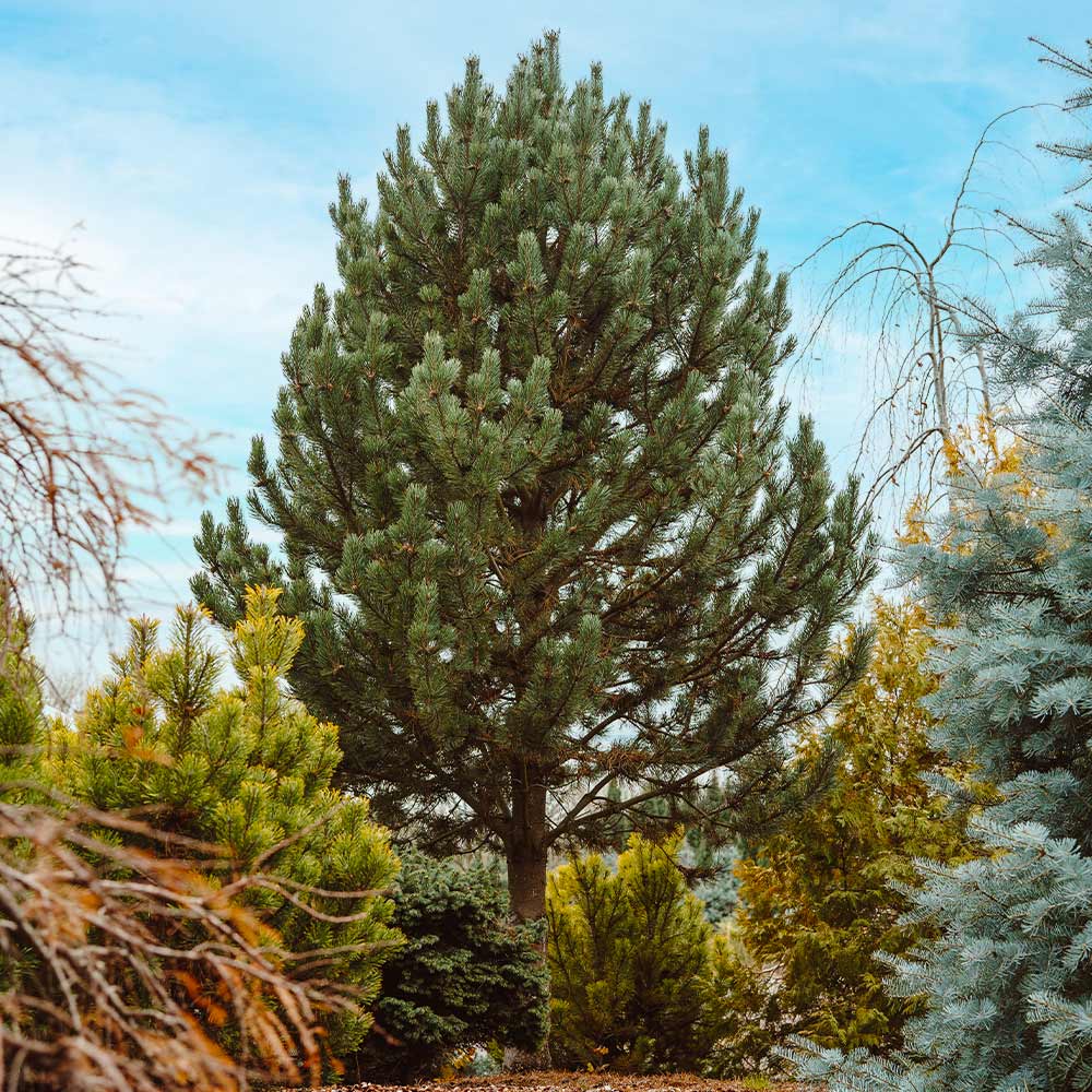 Tannenbaum Mugo Pine