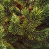 Tannenbaum Mugo Pine