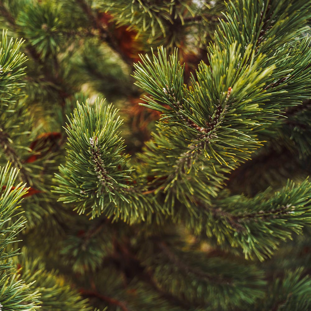 Tannenbaum Mugo Pine