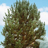 Tannenbaum Mugo Pine