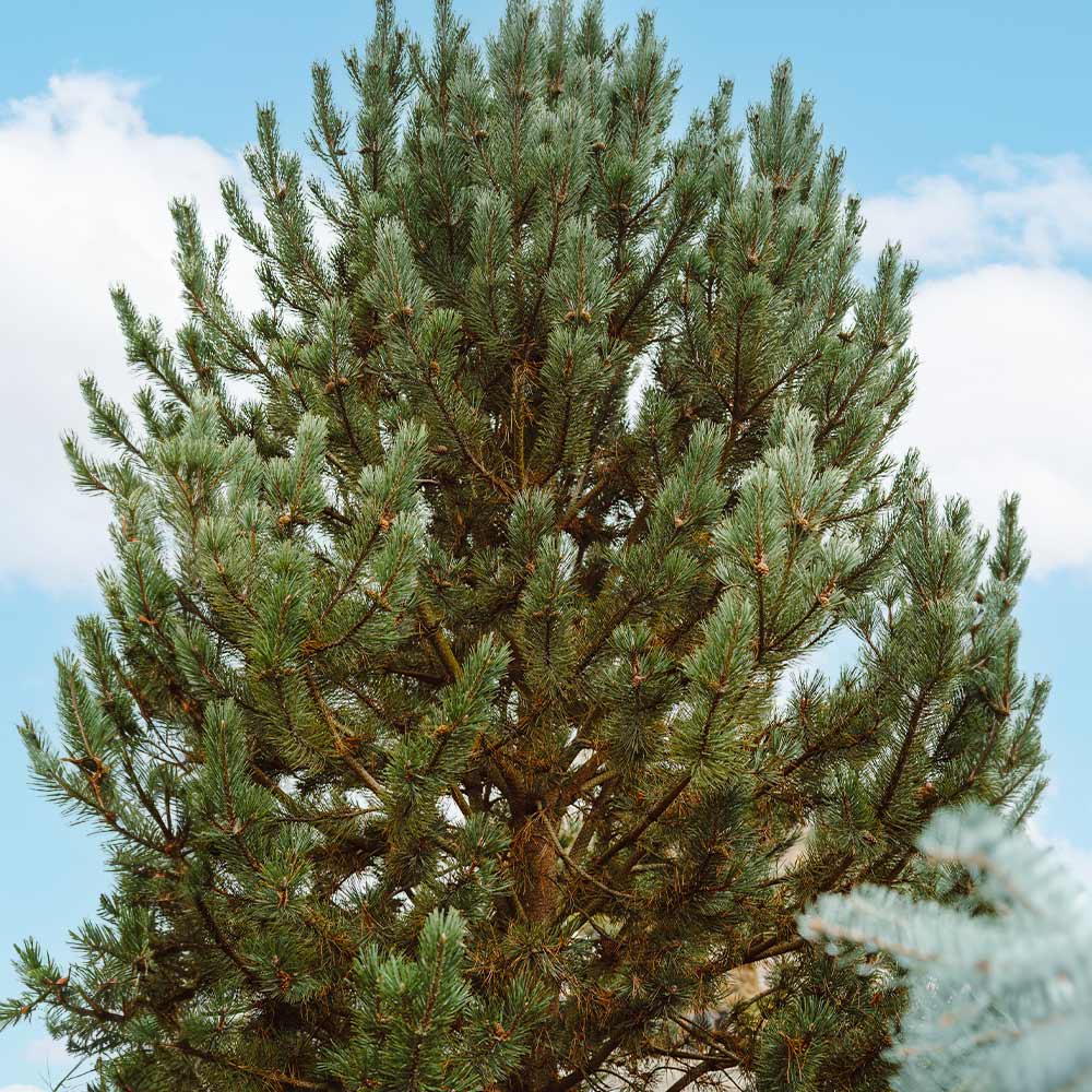 Tannenbaum Mugo Pine
