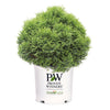 Proven Winners®  Tater Tot® Arborvitae