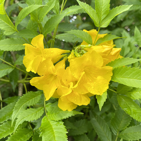 Gold Star™ Esperanza Shrub
