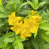 Gold Star™ Esperanza Shrub