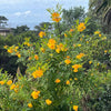 Gold Star™ Esperanza Shrub