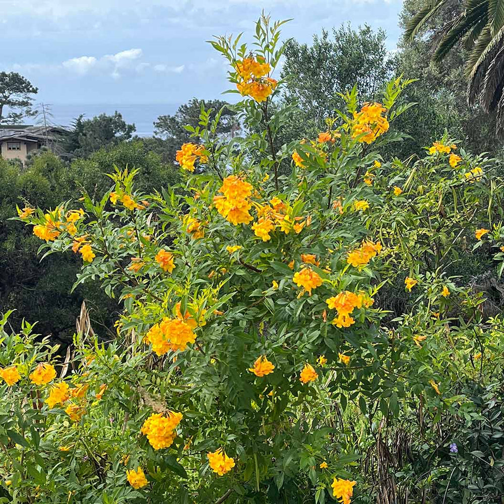 Gold Star™ Esperanza Shrub