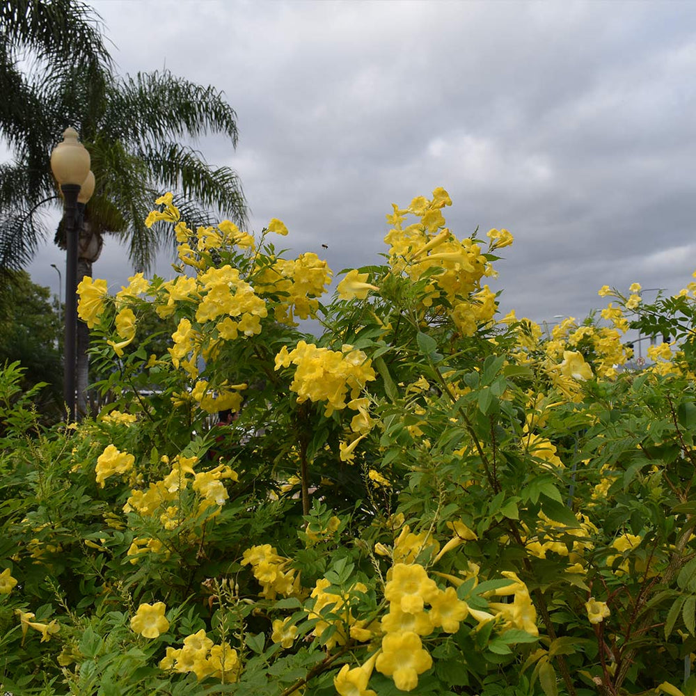 Gold Star™ Esperanza Shrub
