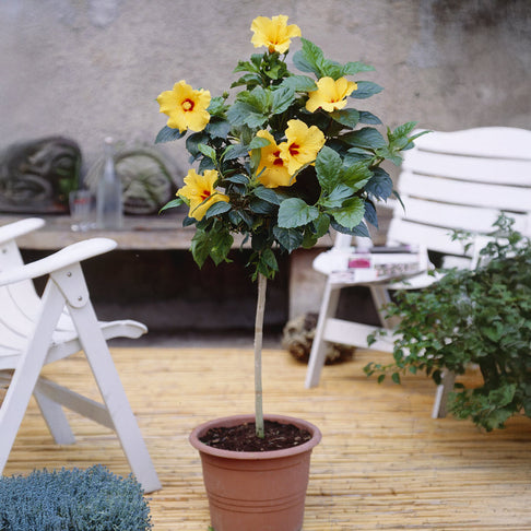 Tequila Yellow Tropical Hibiscus Tree