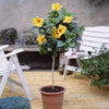 Tequila Yellow Tropical Hibiscus Tree