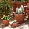 Bloem Terra Planter in Terra Cotta