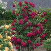 David Austin® Tess of the d’Urbervilles™ Climbing Rose