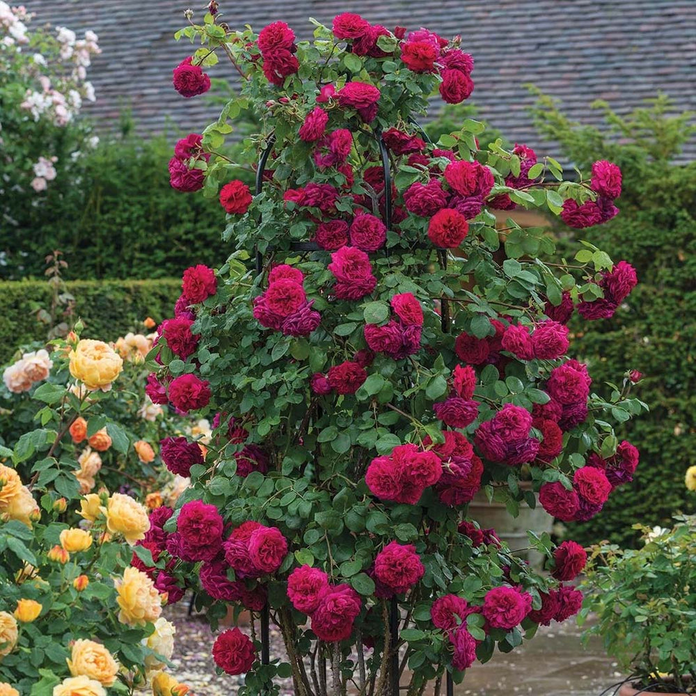 David Austin® Tess of the d’Urbervilles™ Climbing Rose