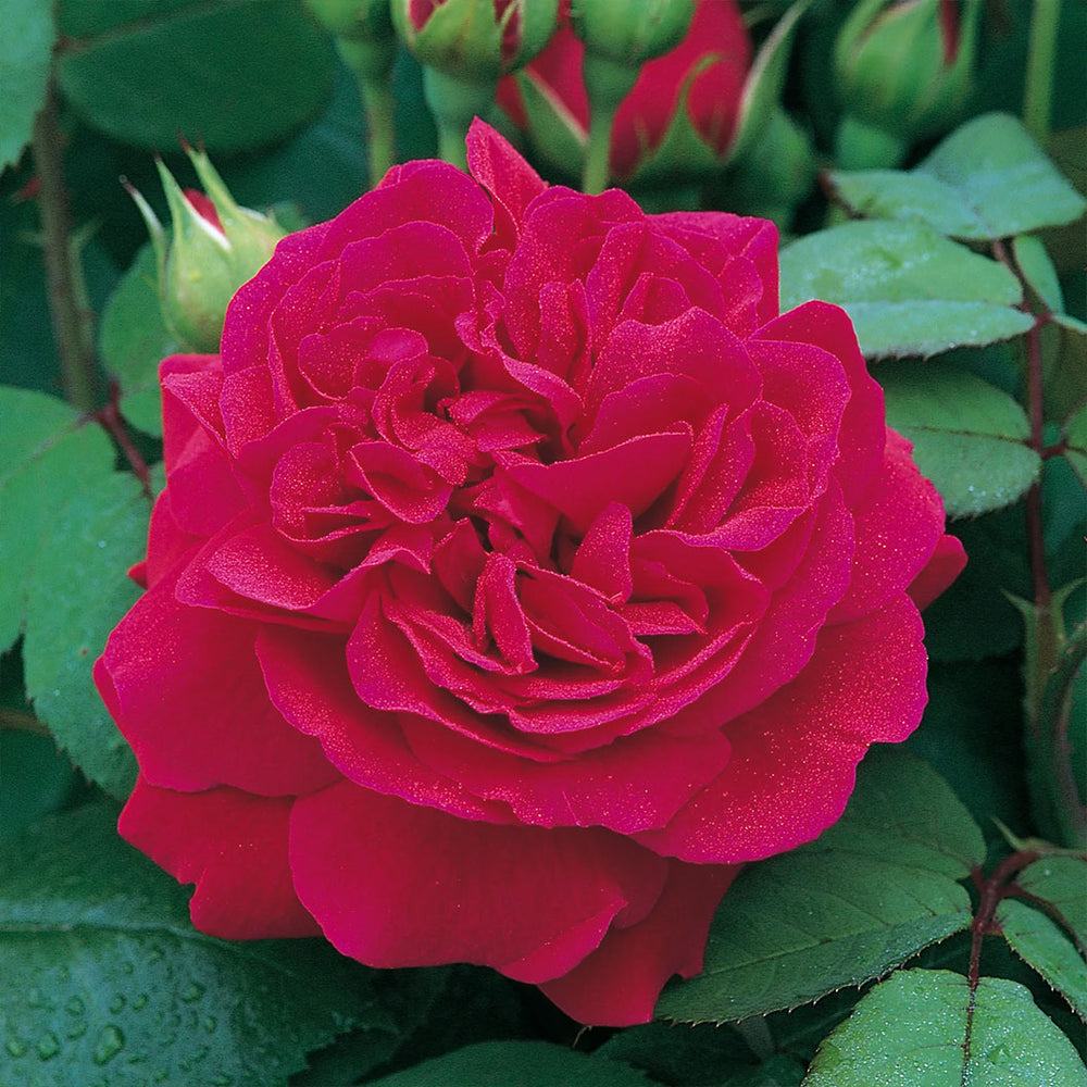 David Austin® Tess of the d’Urbervilles™ Climbing Rose