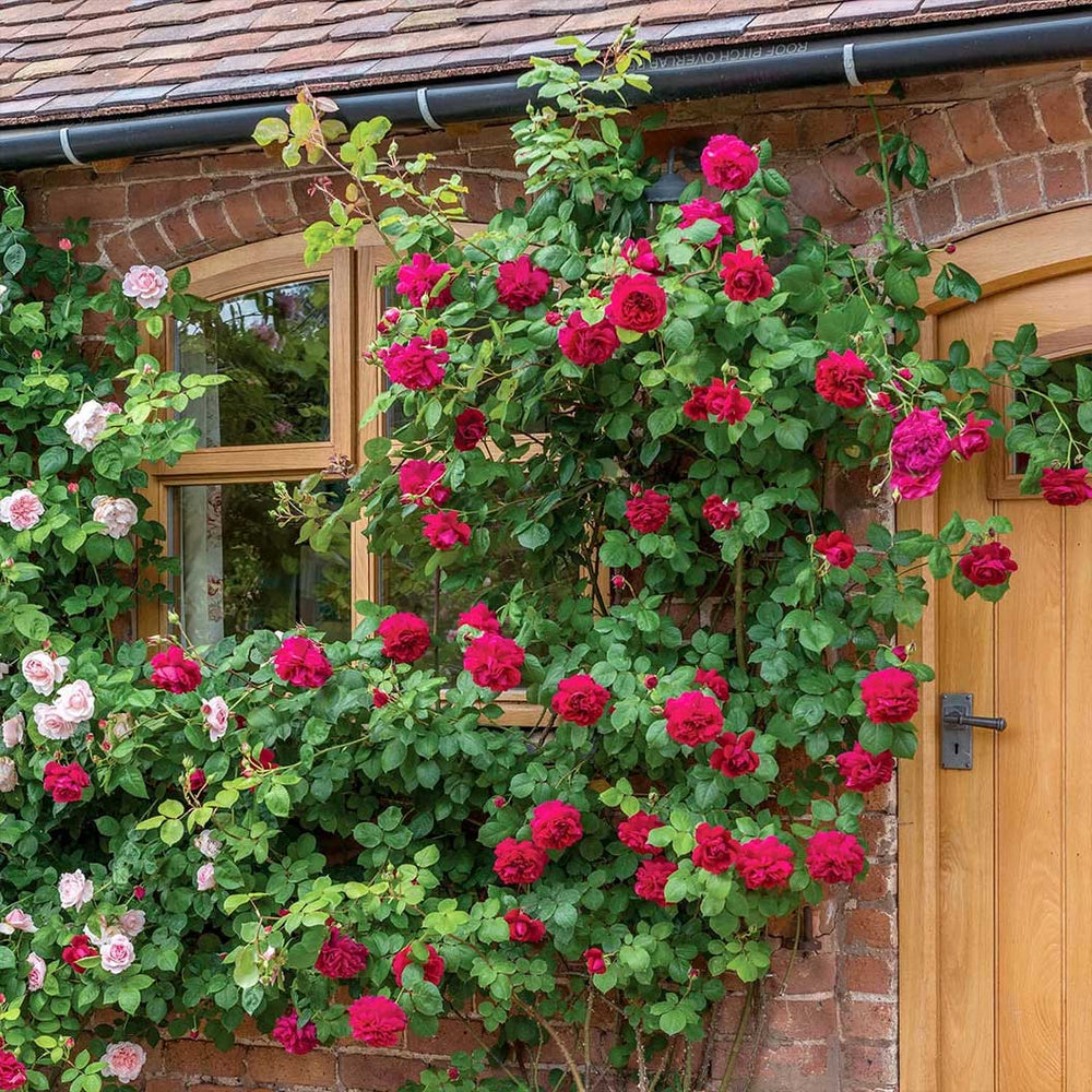 David Austin® Tess of the d’Urbervilles™ Climbing Rose