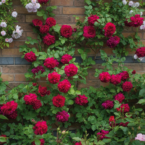 David Austin® Tess of the d’Urbervilles™ Climbing Rose