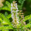 Texas Kidneywood Shrub