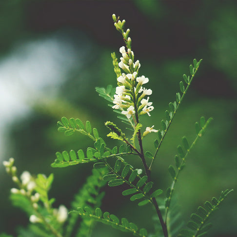 Texas Kidneywood Shrub