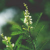 Texas Kidneywood Shrub