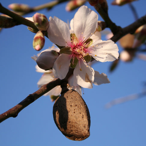 Texas Mission Almond Tree