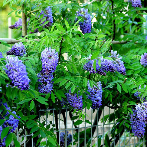 Texas Wisteria Vine