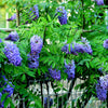 Texas Wisteria Vine