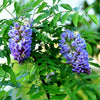 Texas Wisteria Vine