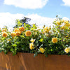 David Austin® The Poet's Wife Rose Shrub
