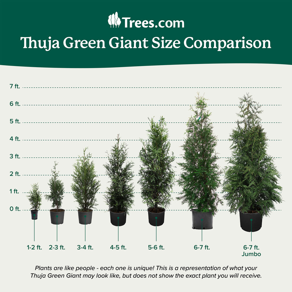 Thuja Green Giant Arborvitae