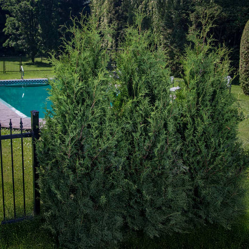 Proven Winners® Sasquatch Dark Green Arborvitae Tree