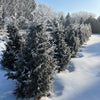 Proven Winners® Sasquatch Dark Green Arborvitae Tree