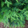 Proven Winners® Sasquatch Dark Green Arborvitae Tree