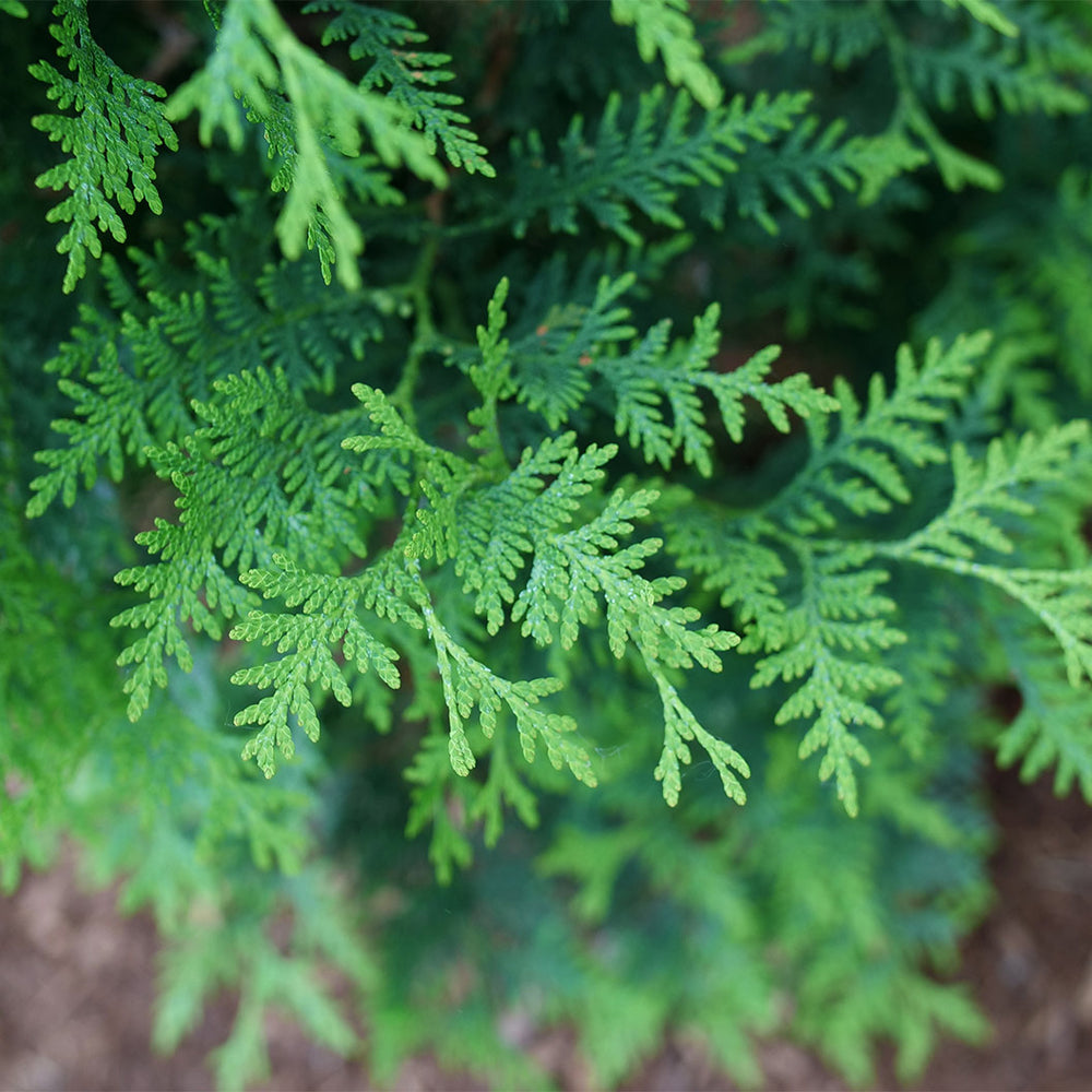 Proven Winners® Sasquatch Dark Green Arborvitae Tree