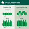 Thuja Green Giant Arborvitae
