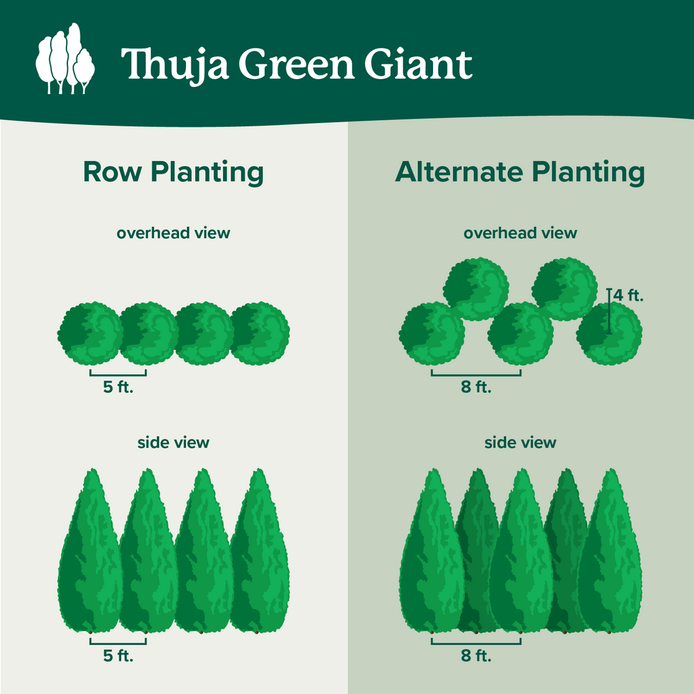 Thuja Green Giant Arborvitae